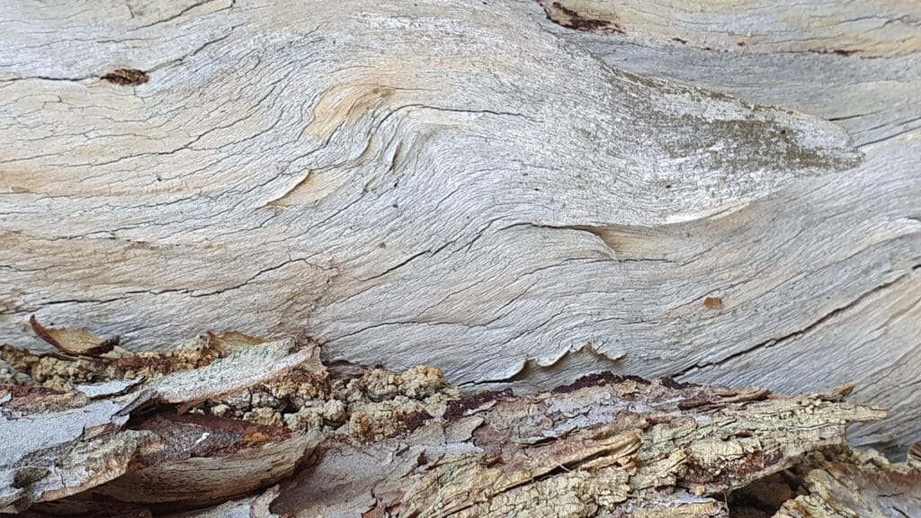 Tulipas oltua Selkäsaaren Kökässä! - Lue lisää